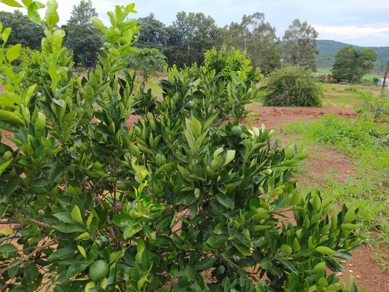 Serginho e Chinho Serviços de Prestação de Jardinagem em Geral